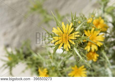 Common Golden Thistle Flower Bud - Latin Name - Scolymus Hispanicus