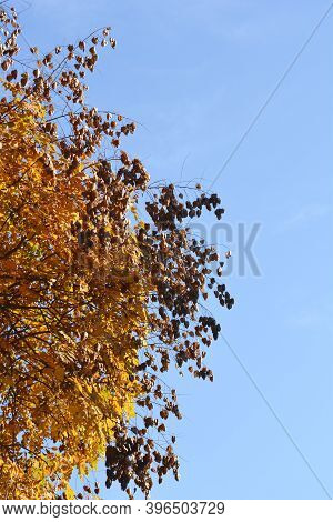Golden Rain Tree Branches With Seed Pods - Latin Name - Koelreuteria Paniculata