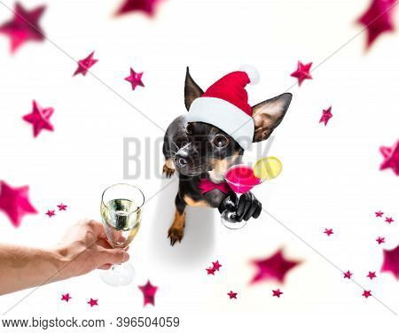 Pregue Ratter , Praguer Rattler Dog Celebrating New Years Eve With Owner And Champagne  Glass Or Coc