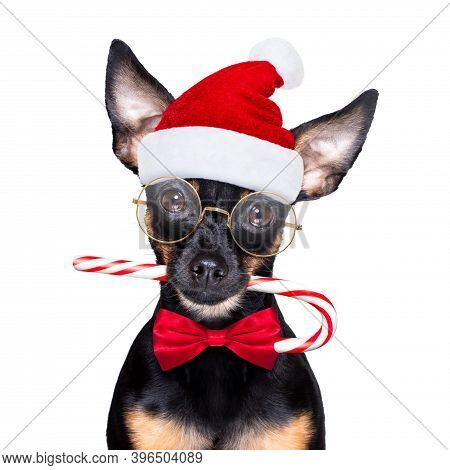Christmas Prague Ratter , Prager Rattler Santa Claus  Dog  With Sugar Cane Stick ,isolated On White 