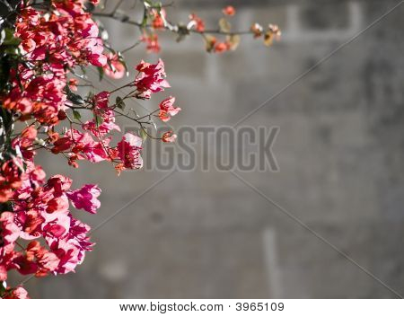 Bougainvilla