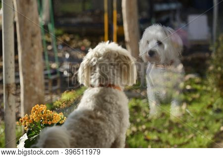 Malteze Dog Looking Through Window On The Garden
