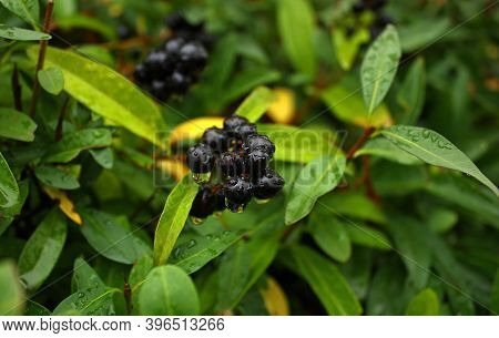 Privet Images Illustrations Vectors Free Bigstock