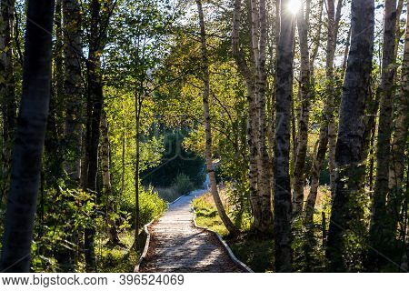 Wooden Footbridge Between Birch And Pine Trees During Sunset, Chalupska Slat, Sumava National Park,