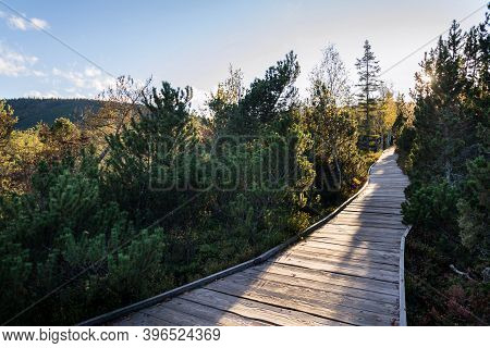 Wooden Footbridge Between Birch And Pine Trees During Sunset, Chalupska Slat, Sumava National Park,