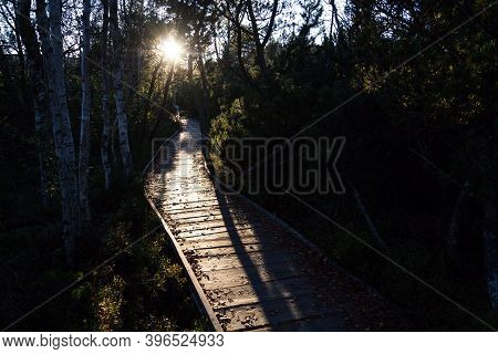 Wooden Footbridge Between Birch And Pine Trees During Sunset, Chalupska Slat, Sumava National Park,
