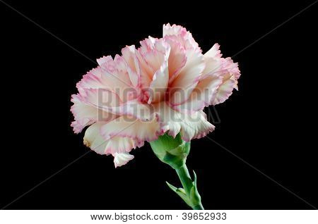 Růžový karafiát (dianthus Caryophyllus) zblízka