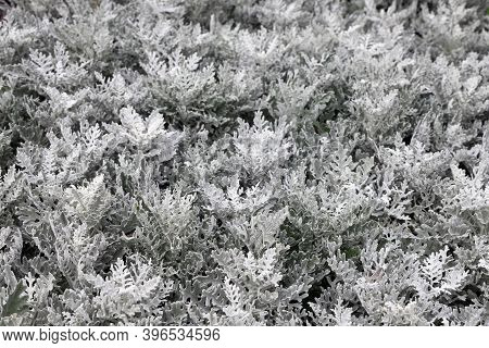 Cineraria Silvery Shrub On A Solid Background In Selective Focus