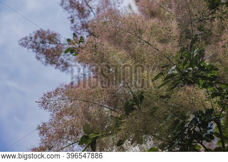 The Feathery Pilose Pink Flower Of Sumac