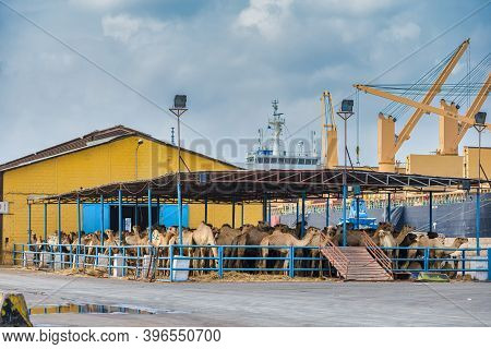 Djibouti,djibouti/february 3,2013:camels In A Paddock Before Loading At The Port Of Djibouti