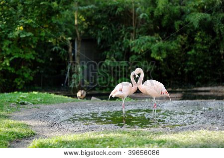 rosa flamingo