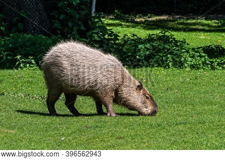 The Capybara, Hydrochoerus Hydrochaeris Is A Mammal Native To South America. It Is The Largest Livin