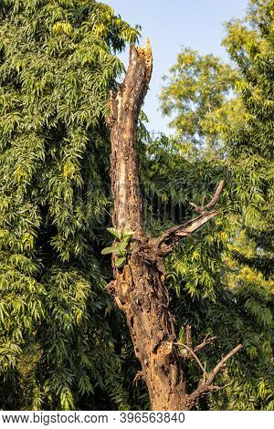Dry Dead Brown Tree Inside A Green Forest