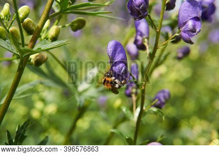 Bumblebee On Aconite Flower Close-up On Blurred Background