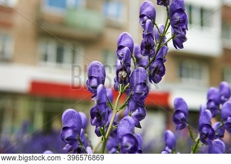Purple Aconite Inflorescence On Blurred Urban Background
