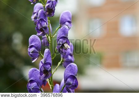 Bumblebee In Aconite Flower Close-up On Blurred Background