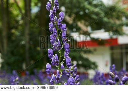Purple Inflorescence Of Aconite On A Blurred Urban Background