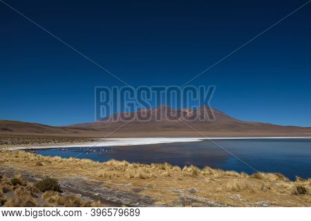 Clear Water, Yellow Grass And Pink Flamingos At Canapa Lake (laguna Cañapa), Bolivia