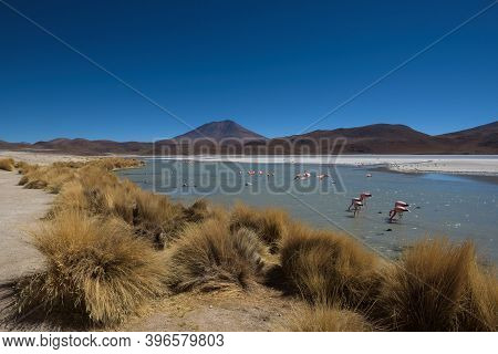 The Smelly Lake Hedionda (laguna Edionda) With Flamingos On The Bolivian Highlands, Bolivia