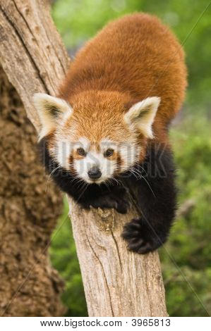 Vörös Panda