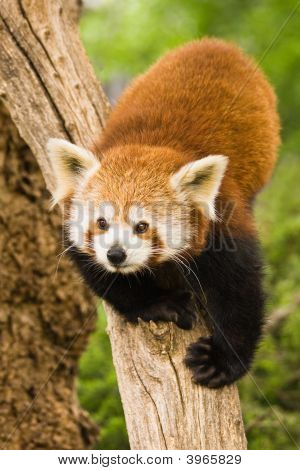 Vörös Panda
