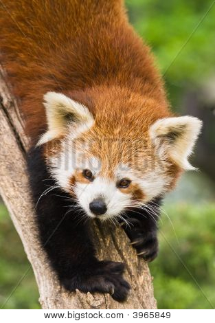 Vörös Panda