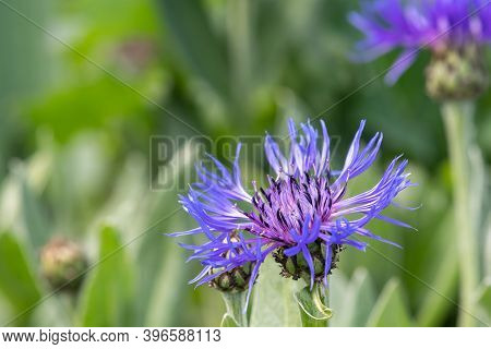 Perennial Cornflower (centaurea Montana)