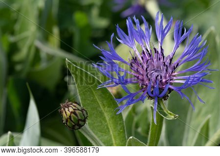 Perennial Cornflower (centaurea Montana)