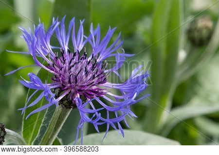 Perennial Cornflower (centaurea Montana)
