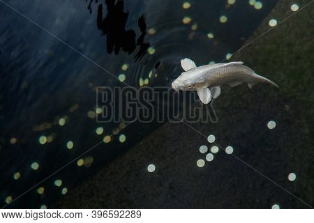 White Carp Or Koi Fish In A Pond With Coins At The Bottom. Cyprinus Rubrofuscus. Wishing Pond With L