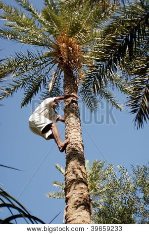 Man klättra på Palm