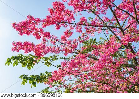 Blooming Chorisia Speciosa St.hil In A Sunny Day