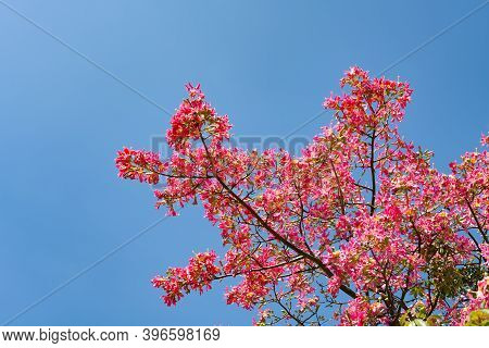 Blooming Chorisia Speciosa St.hil In A Sunny Day