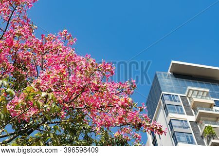 Blooming Chorisia Speciosa St.hil In A Sunny Day In Front Of A Commerical Building