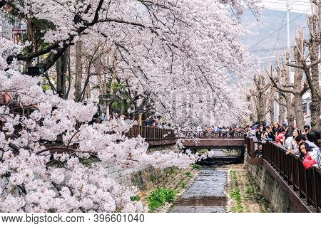 1 April 2018 : Many Tourist Came To Jinhae, South Korea, To See Beautiful Blooming Cherry Blossom Du