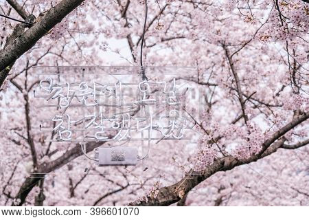 1 April 2018 : Many Tourist Came To Jinhae, South Korea, To See Beautiful Blooming Cherry Blossom Du
