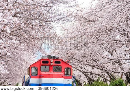 Busan Train Between Raw Of Cherry Blossom In Jinhae, Jinhae Gunhangje Festival In Korea, Gyeonghwa R