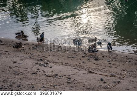 A Group Of Mallards In Lake Havasu, Arizona