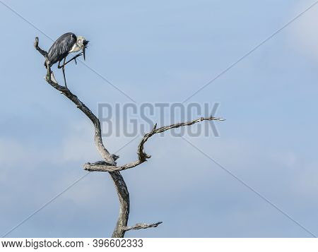 Great Blue Heron scratching his beak while standing in the top of a dead tree in a Florida wetland forest.