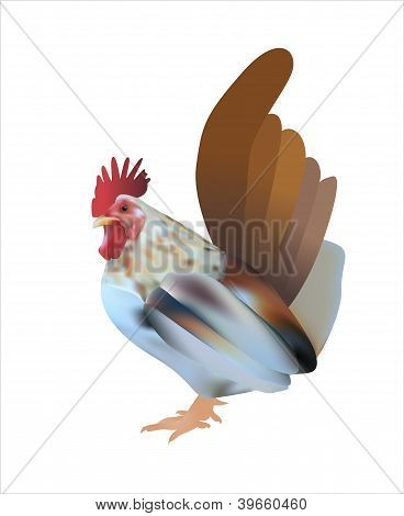 Vektorové ilustrace Bantam