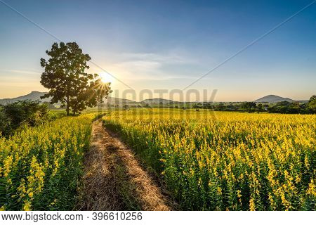 The Beautiful Scenery Of A Yellow Sunn Hemp Field In Nakhon Sawan Province, Thailand.