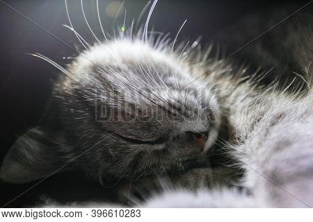 Lovely Tabby Cat Sleeping Under The Lamp Light. Highlighting Whiskers With Flashlight. Close-up View