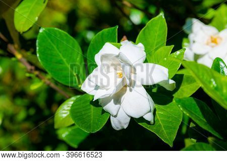 Cape Jasmine, Gardenia Jasminoides J. Ellis Rubiaceae Family