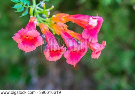 Iochroma Coccinea Red Bells Blurred Close Up Of Summer Flowers.