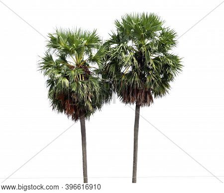 Borassus Flabellifer, Asian Palmyra Palm, Toddy Palm, Sugar Palm, Or Cambodian Palm, Tropical Tree I