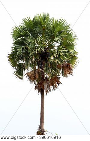 Borassus Flabellifer, Asian Palmyra Palm, Toddy Palm, Sugar Palm, Or Cambodian Palm, Tropical Tree I