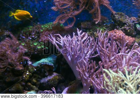 Alcyonacea Soft Corals: Beautiful. Colorful Branching White Orange Yellow Colored Gorgonian Sea Fan 