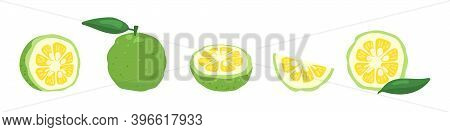 Green Yuzu Japanese Citron Fruit Vector Illustration Set Isolated On White Background. Full, Half An
