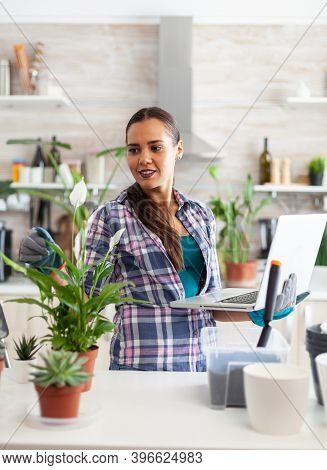 Woman Gardener Using Laptop In Home While Decorating Kitchen With Flowers. Decorative, Plants, Growi