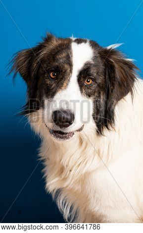 bucovina shepherd dog portrait on blue